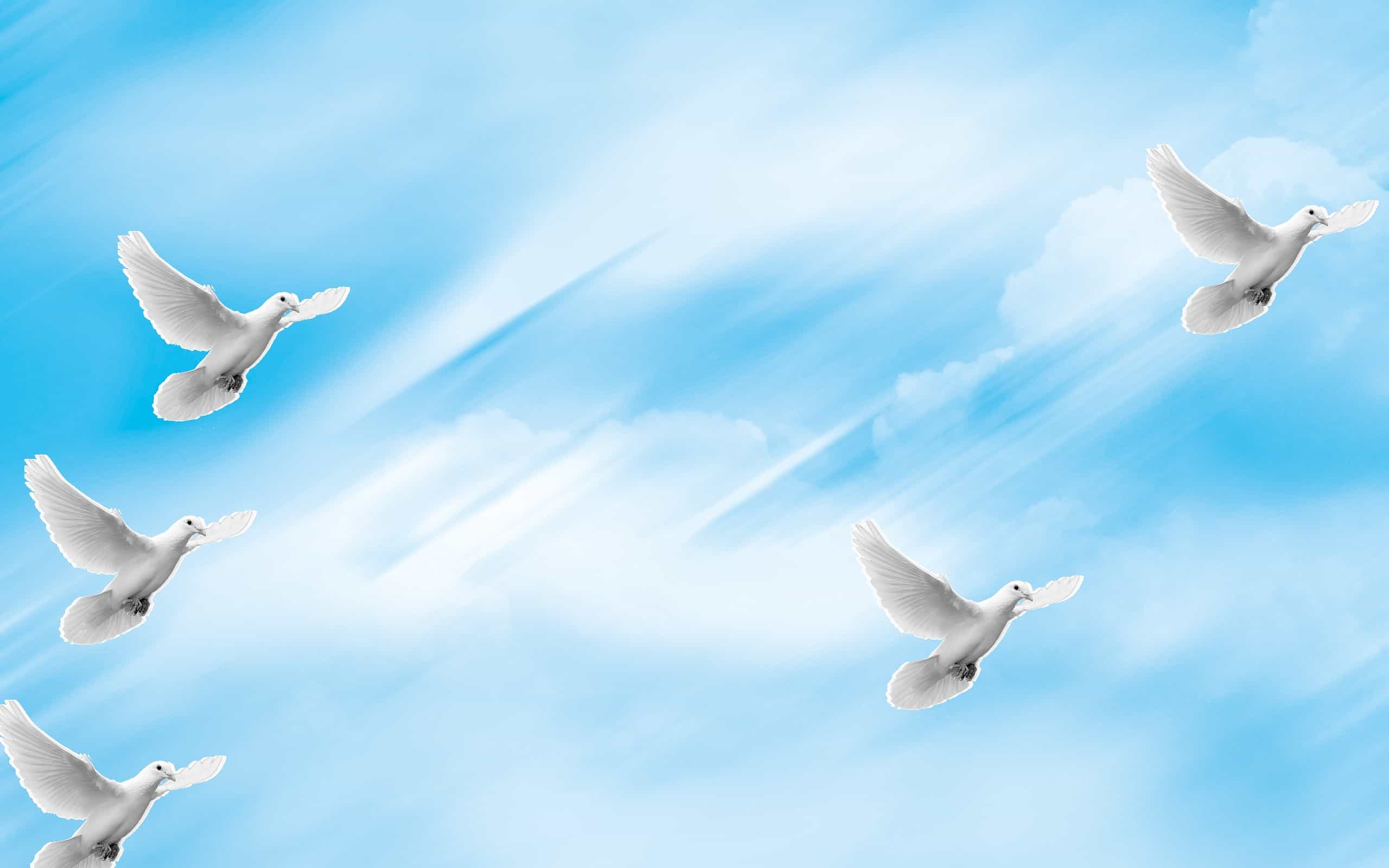 White Doves Blue Sky Cloud Wallpaper Hd Birds Wallpap - vrogue.co